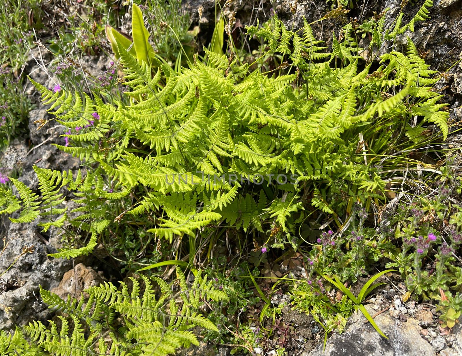 Gymnocarpium robertianum is a fern species found in Central Europe,especially in the limestone areas of the Alps. The Ruprechtsfarn,Gymnocarpium robertianum,is a species of fern that is widespread in Central Europe,especially in the limestone areas of the Alps.