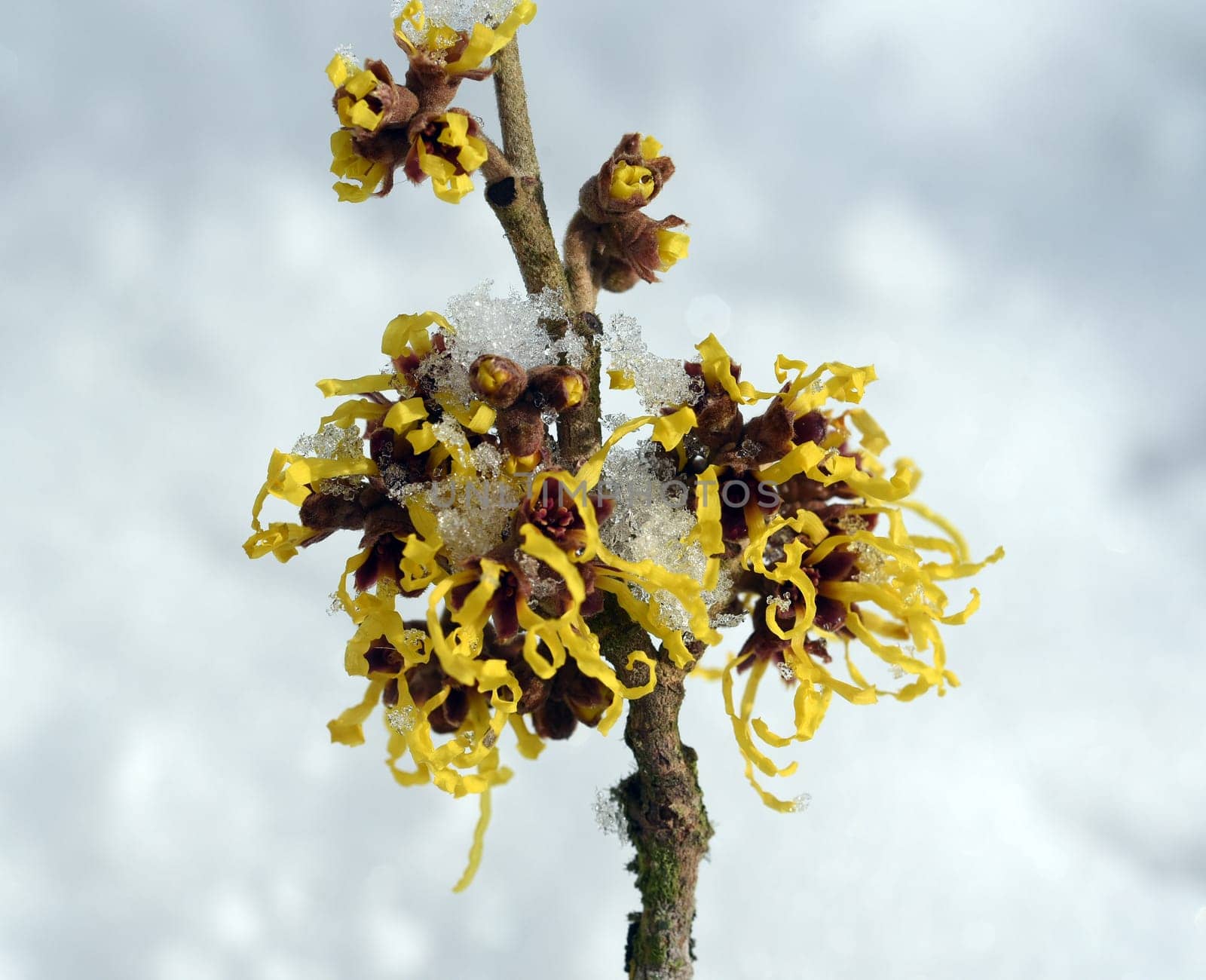 Witch hazel,witch hazel japonica,has delicate,thread-like flowers in yellow,orange or red. The easy-care witch hazel promises a touch of spring in the middle of winter. Witch hazel,Hamamelis japonica,has delicate,thread-like flowers in yellow,orange,or red. The low-maintenance witch hazel promises a touch of spring in the middle of winter