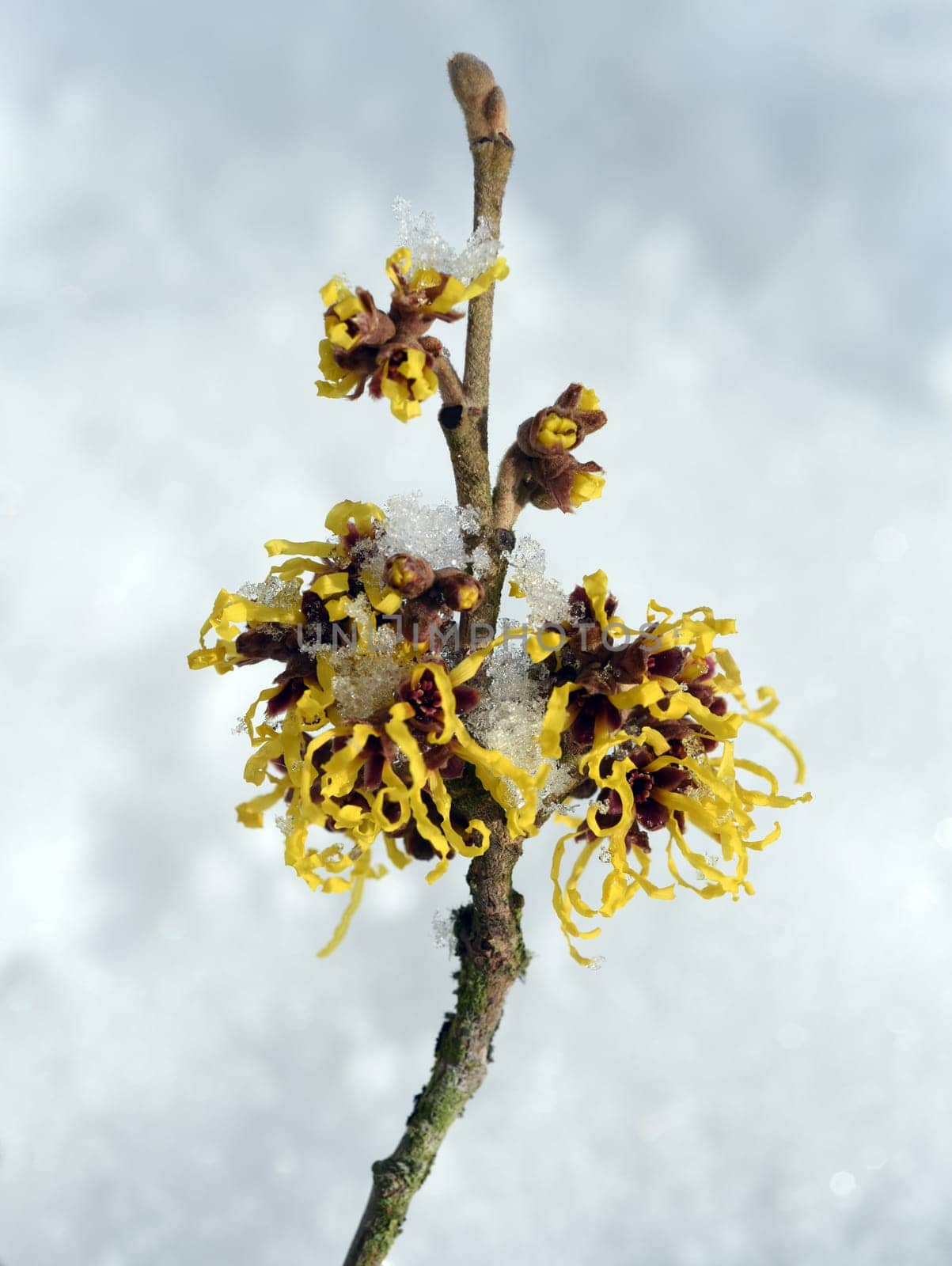 Witch hazel,witch hazel japonica,has delicate,thread-like flowers in yellow,orange or red. The easy-care witch hazel promises a touch of spring in the middle of winter. Witch hazel,Hamamelis japonica,has delicate,thread-like flowers in yellow,orange,or red. The low-maintenance witch hazel promises a touch of spring in the middle of winter