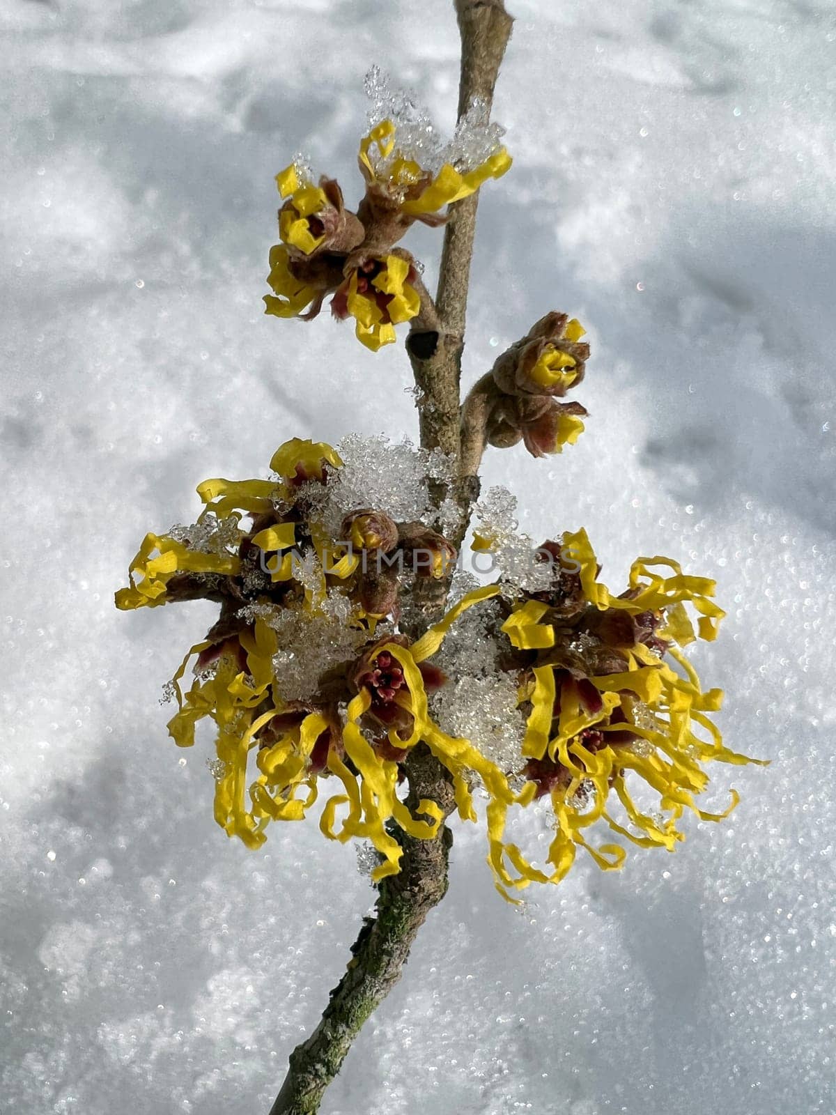 Witch hazel,witch hazel japonica,has delicate,thread-like flowers in yellow,orange or red. The easy-care witch hazel promises a touch of spring in the middle of winter. Witch hazel,Hamamelis japonica,has delicate,thread-like flowers in yellow,orange,or red. The low-maintenance witch hazel promises a touch of spring in the middle of winter