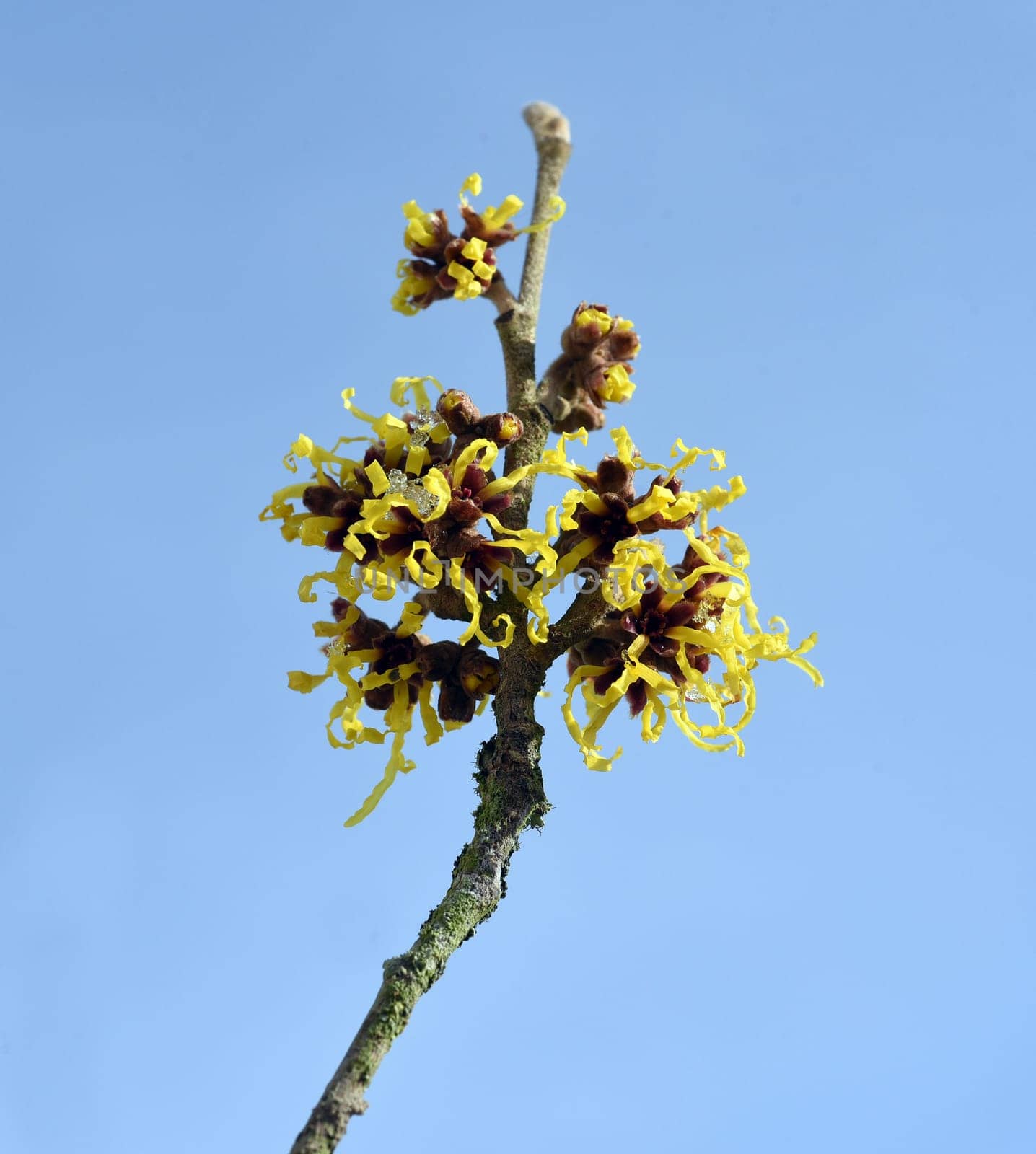 Witch hazel,witch hazel japonica,has delicate,thread-like flowers in yellow,orange or red. The easy-care witch hazel promises a touch of spring in the middle of winter. Witch hazel,Hamamelis japonica,has delicate,thread-like flowers in yellow,orange,or red. The low-maintenance witch hazel promises a touch of spring in the middle of winter