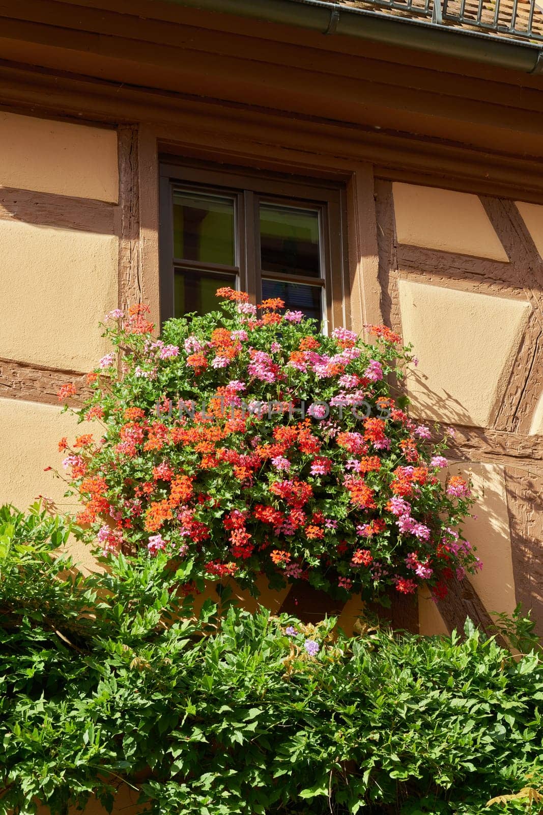 Detail of a historic half-timbered house with flowers as decoration in Rothenburg ob der Tauber in Germany