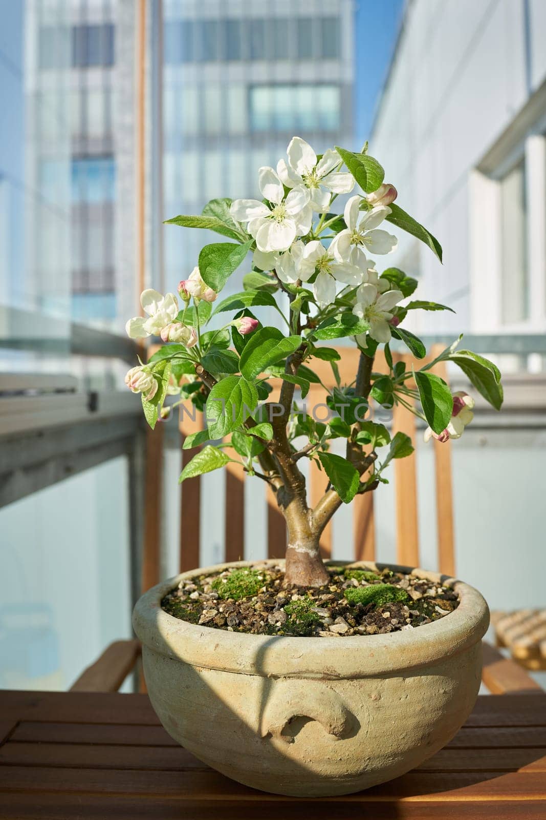 Apple tree Malus Evereste as a bonsai during flowering in April on a balcony