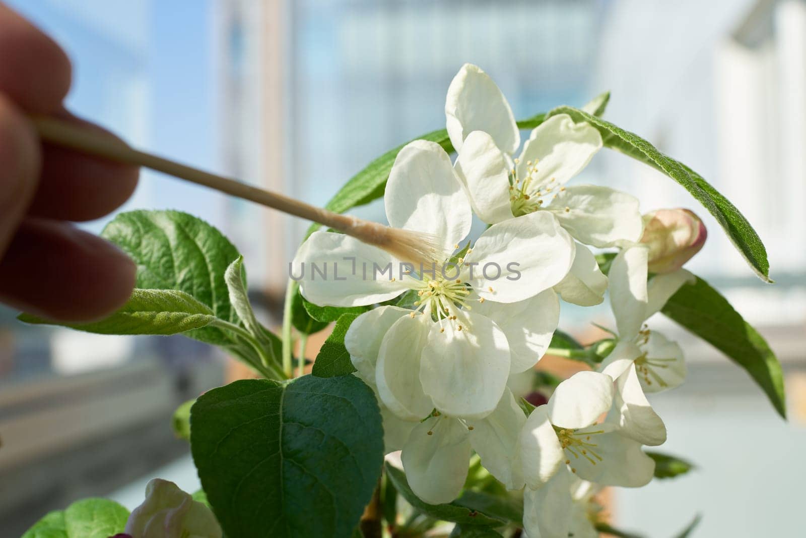 Artificial pollination of the flower of an apple tree bonsai Malus Evereste with a small brush