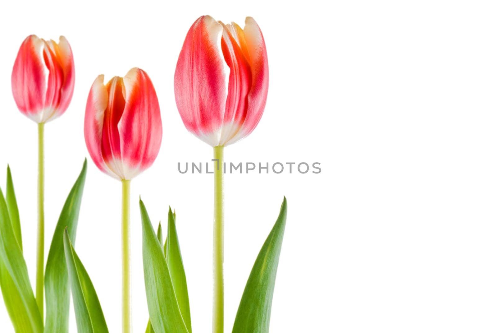 Three tulips over white background - isolated