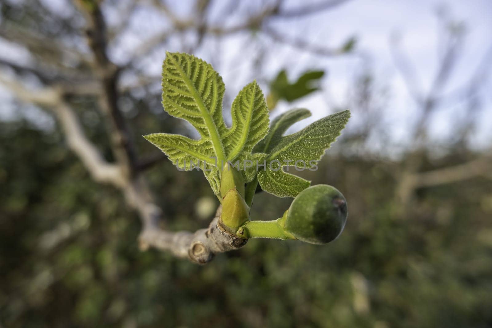 Detail of green leaves of a fruit tree in the field