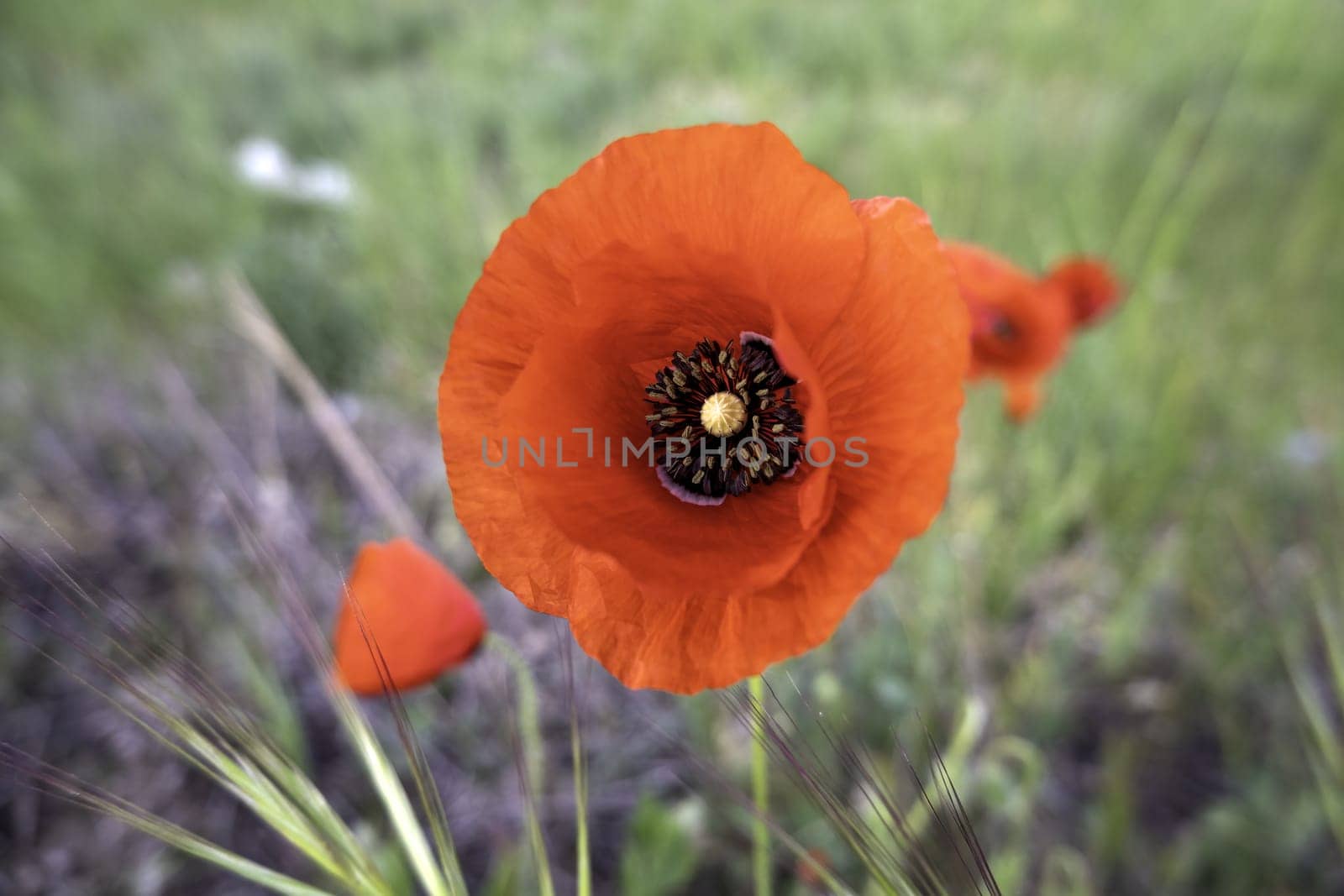 Detail of wild red flowers in nature, country life