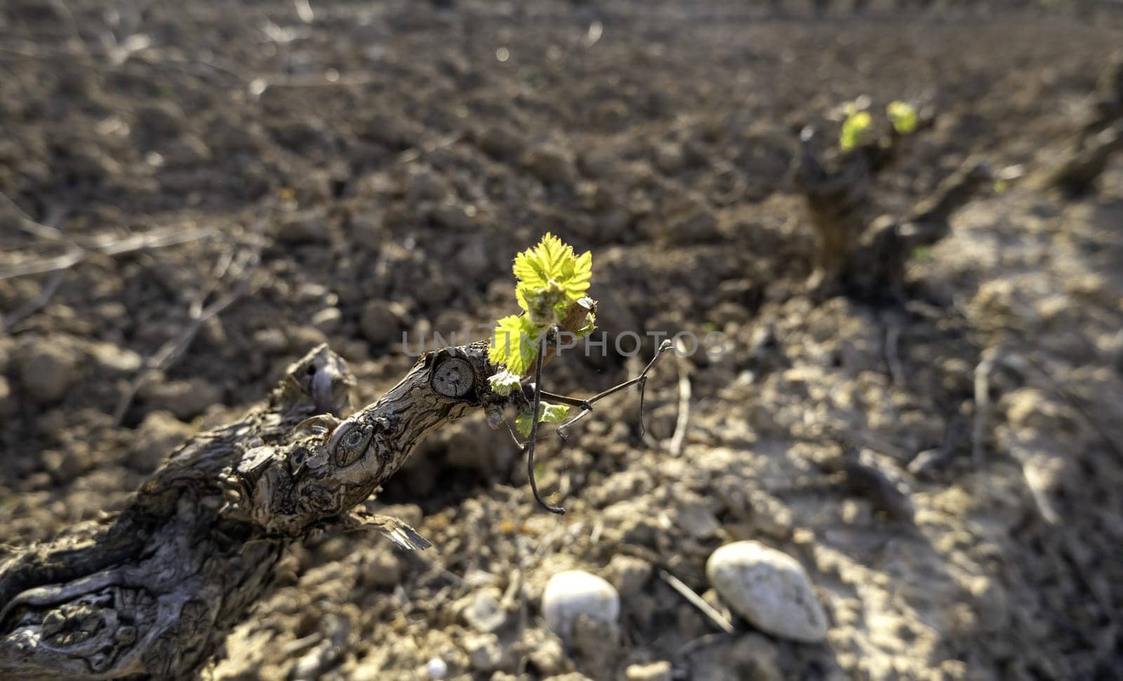 Detail of vine leaves coming out in summer, culture and wine industry