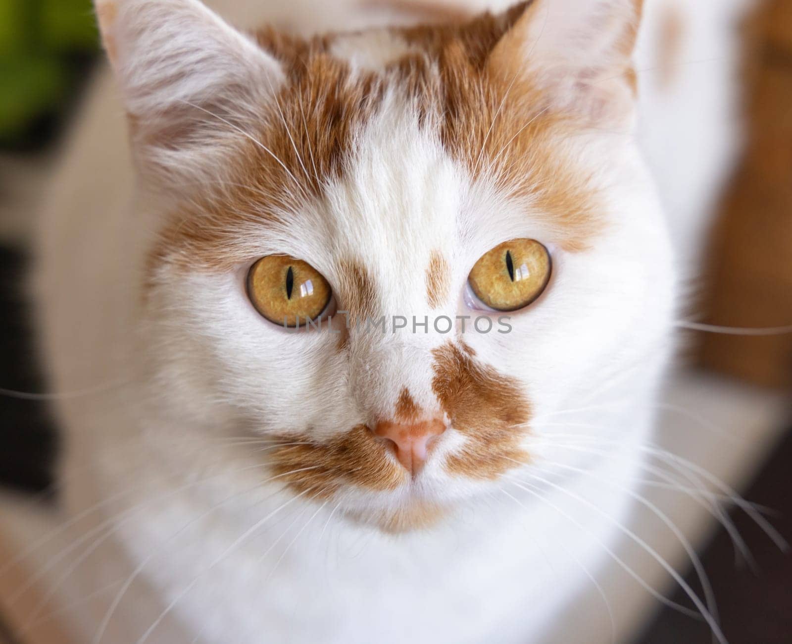 Portrait of the head of White and red cat with amber eyes. European Shorthaired domestic cat looking into the camera close up