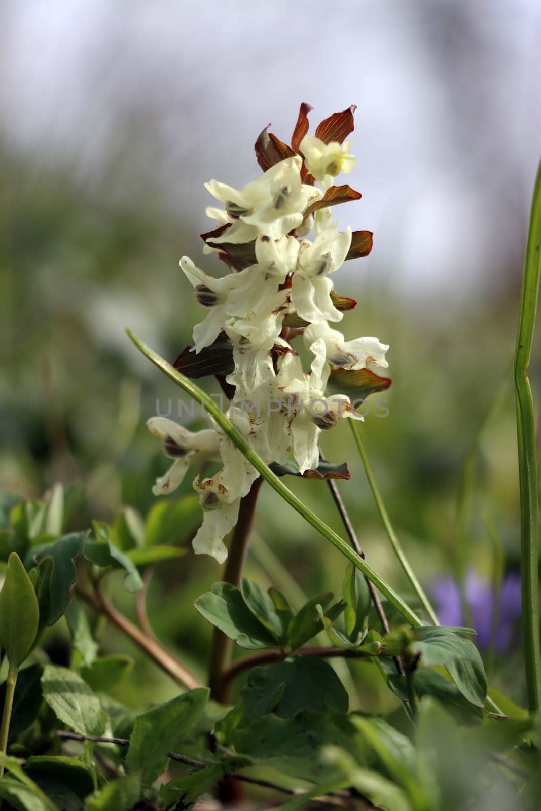 Hohler Lerchensporn (Corydalis cava), auch Hohlknolliger Lerchensporn, weiss blühend, Rheinland-Pfalz, Deutschland, Herresbach