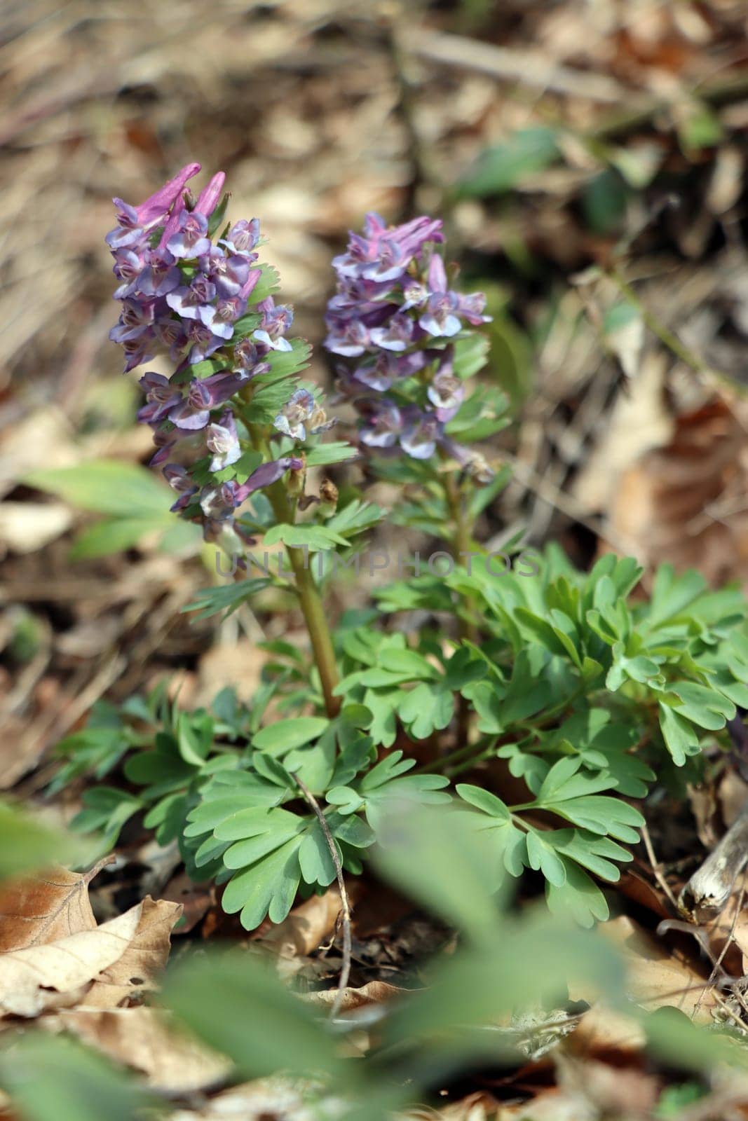 Gefingerter Lerchensporn (Corydalis solida), auch Finger-Lerchensporn, Rheinland-Pfalz, Deutschland, Herresbach