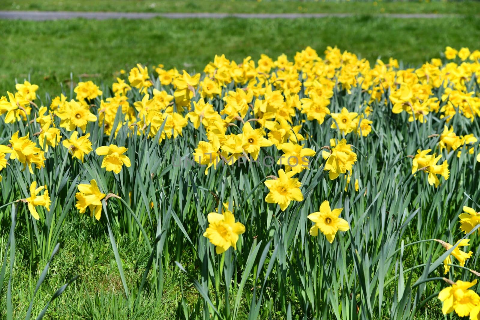 yellow daffodils in a small park