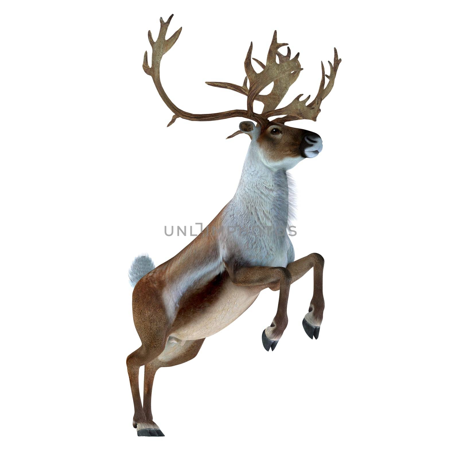 The Caribou deer also called a reindeer lives in the northern regions of Europe, Siberia and North America.