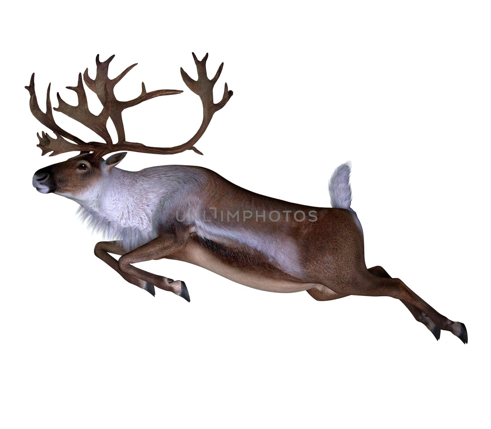The Caribou deer also called a reindeer lives in the northern regions of Europe, Siberia and North America.