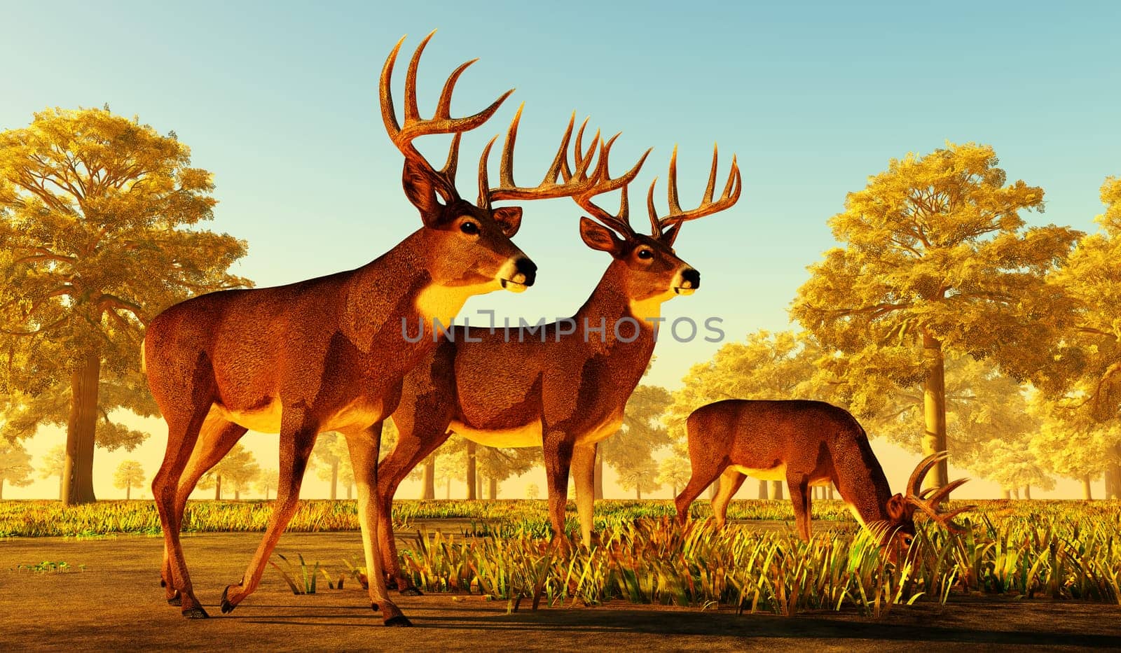 The herbivorous White-tailed deer lives in North and South America and is an abundant species.