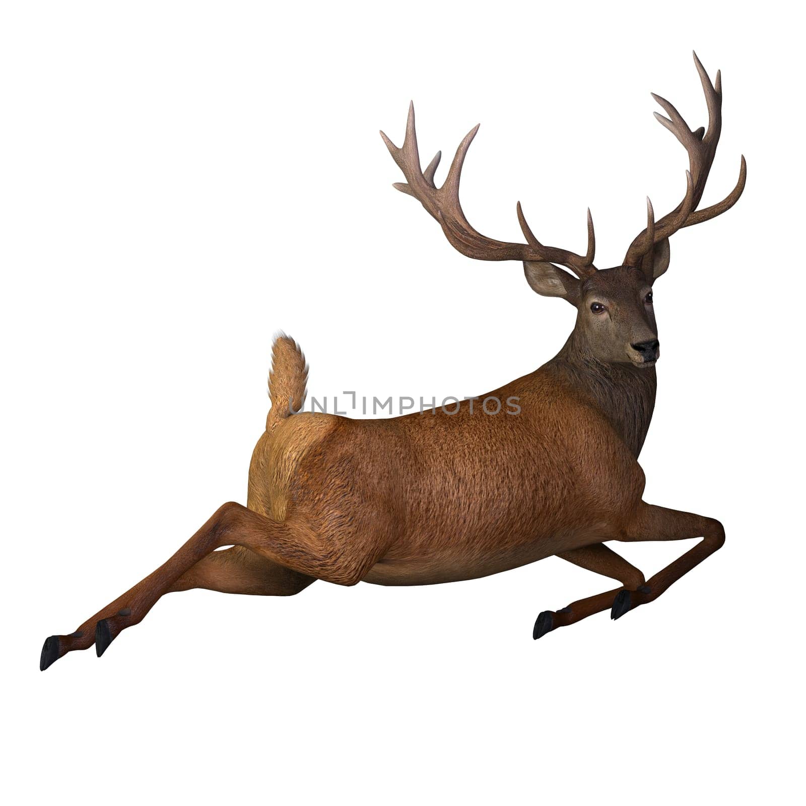 The Red deer is native to Europe, Asia, Iran and Africa is one of the largest species of ungulates.