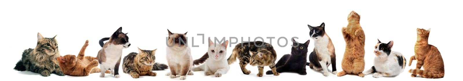 cats and kitten on a white background
