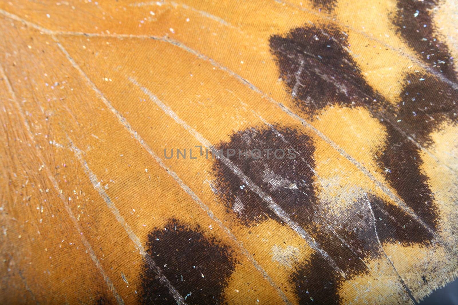 beautiful macro butterfly fly insect