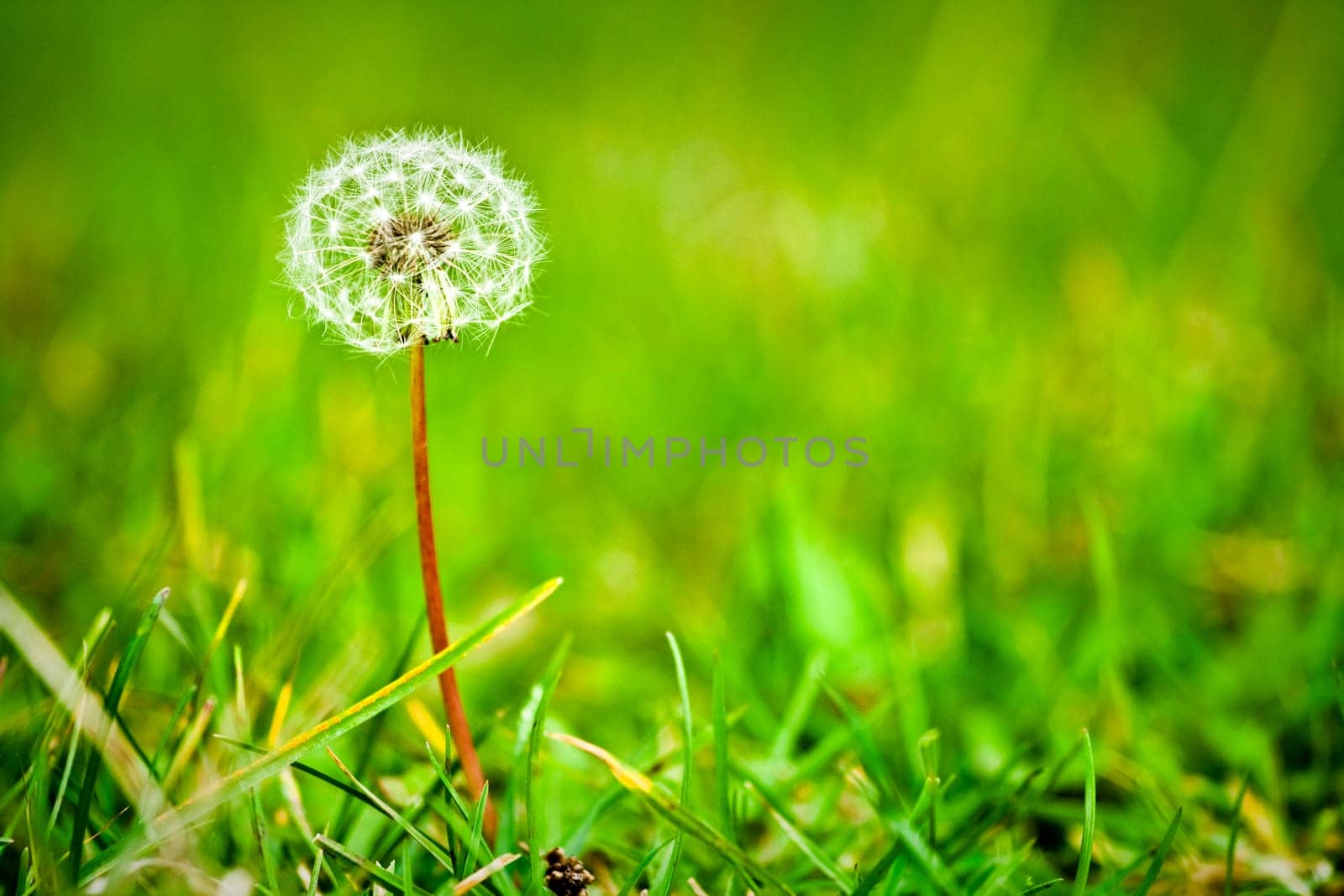 Fluffy dandelion in a green meadow