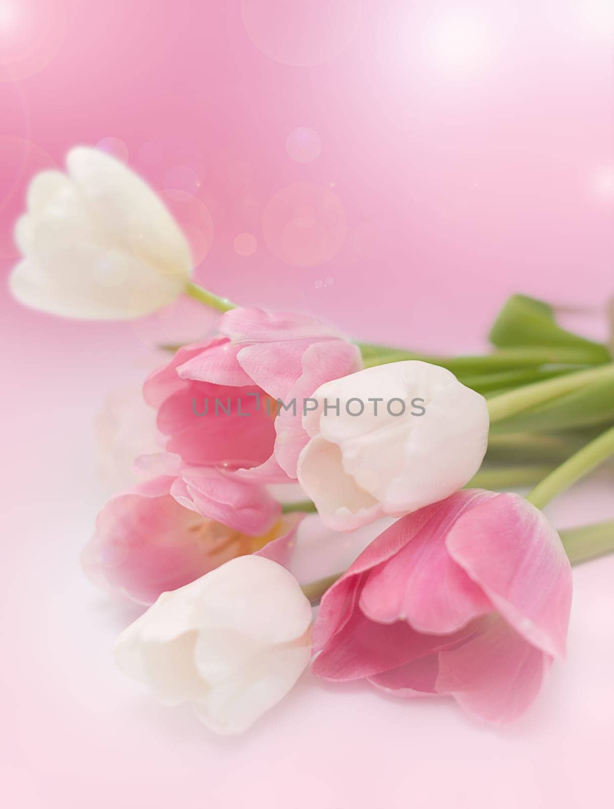 Bouquet from spring tulips on a pink background