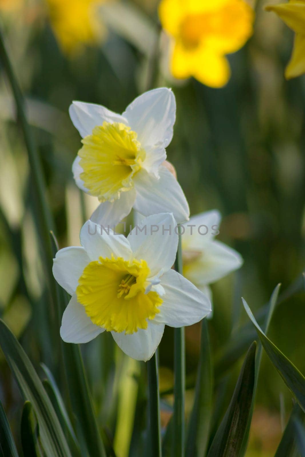 The daffodil, Narcissus pseudonarcissus, white narcissus flowers in a garden, springtime