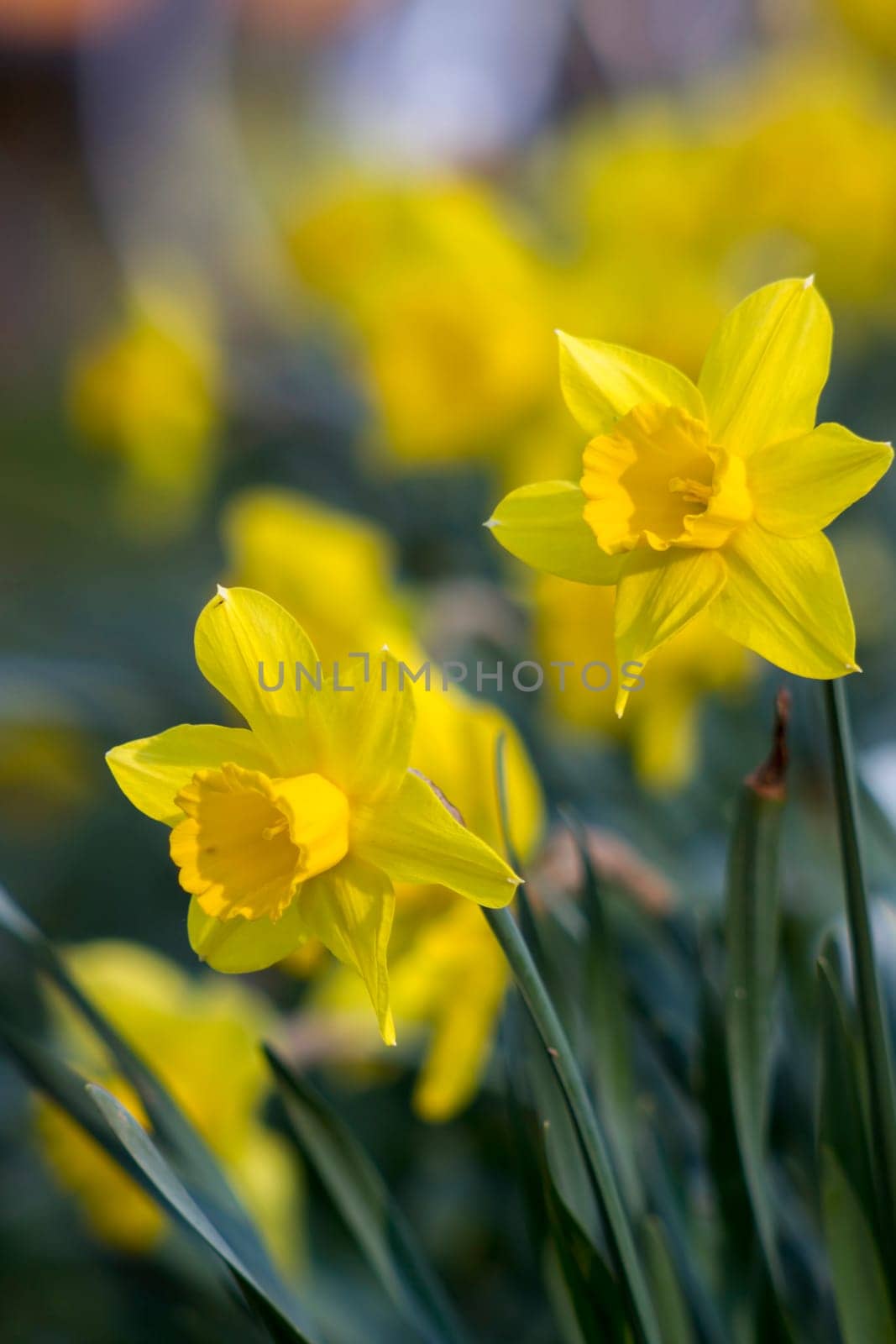 The daffodil, Narcissus pseudonarcissus, yellow narcissus flowers in a park, springtime