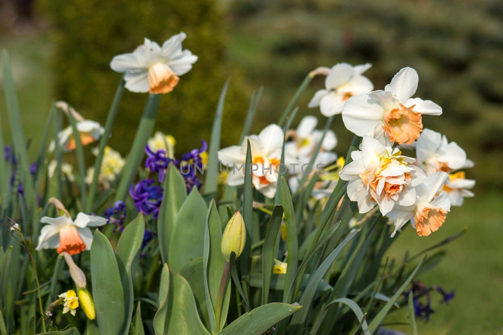spring flowers in the garden - narcissus, tulips, hyacinth flowers