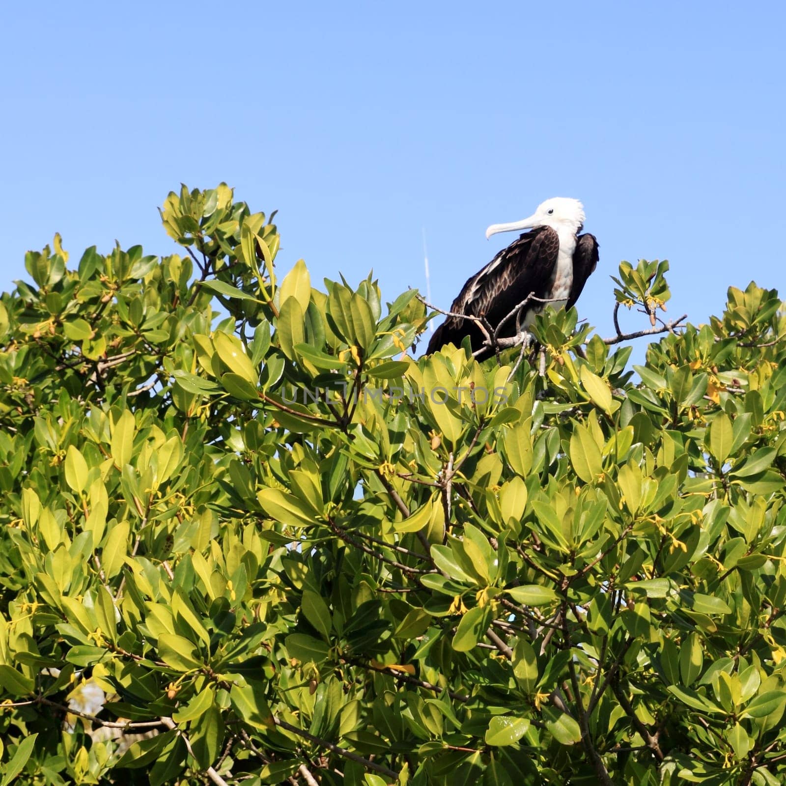 frigate baby bird in Contoy island mangroves Quintana Roo