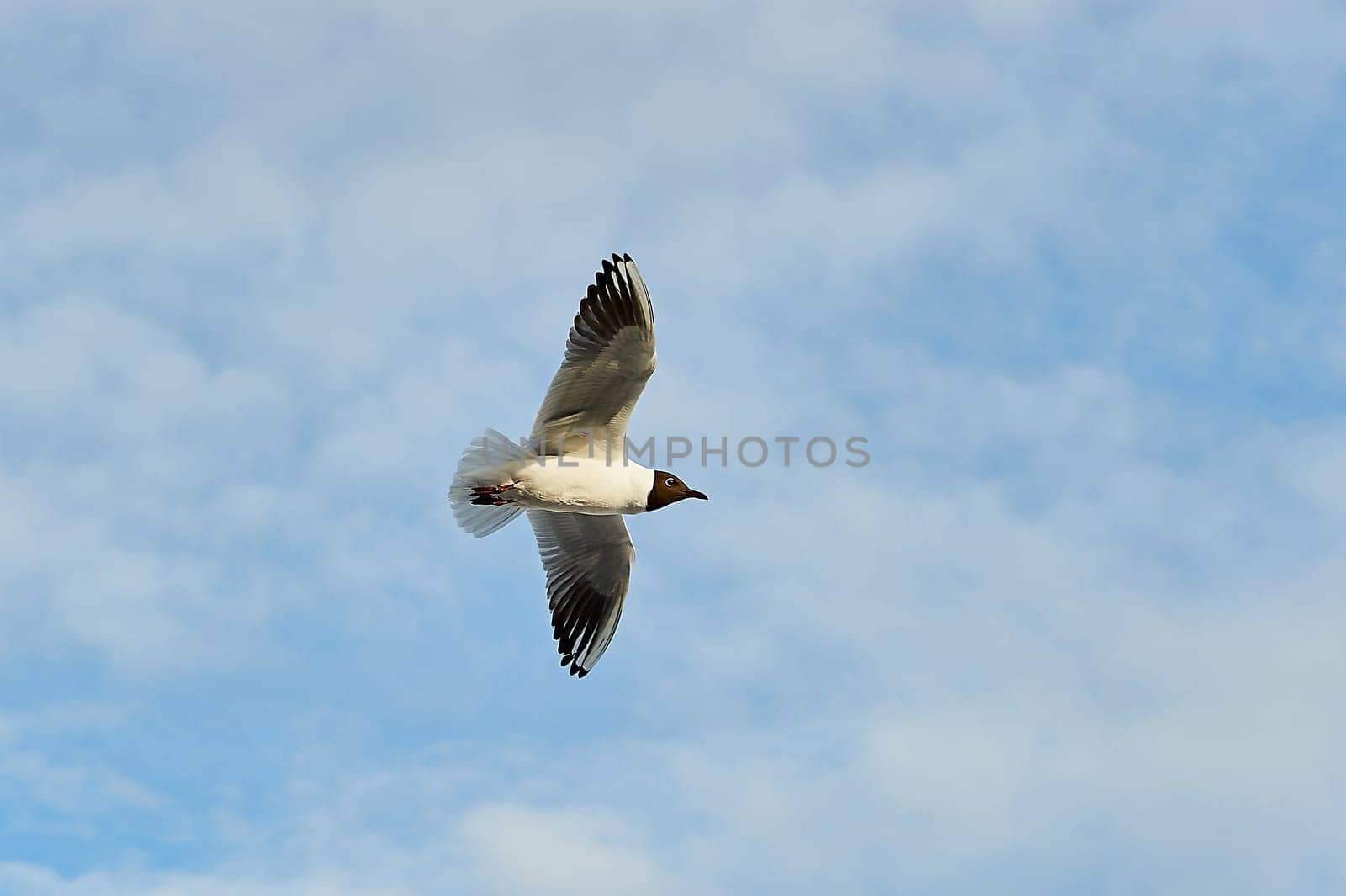 a seagull soaring in a blue sky with clouds. High quality photo