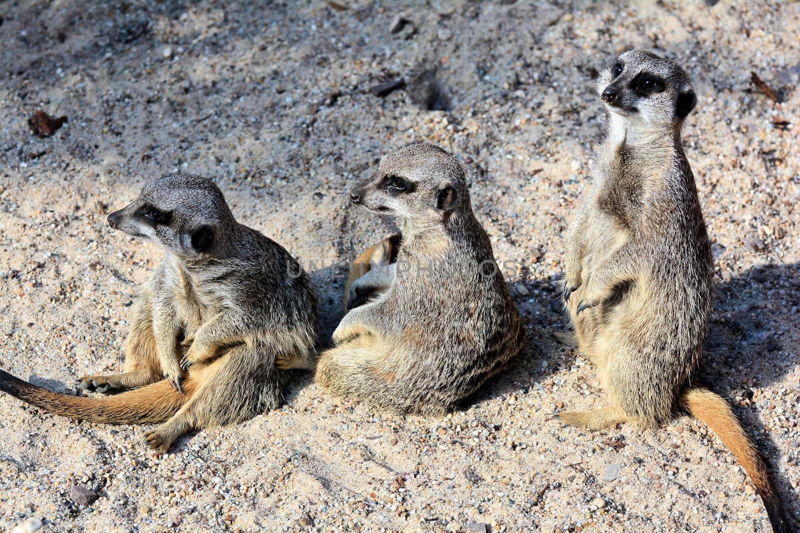 Meerkat