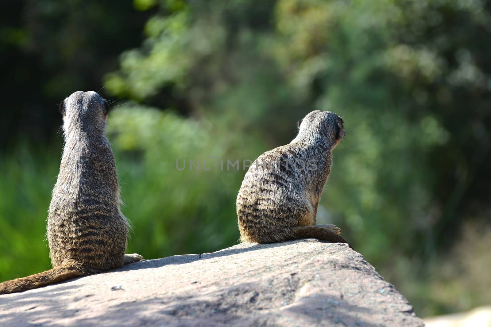 Meerkat