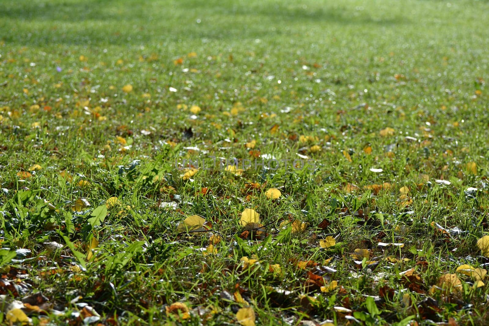 Autumn Meadow