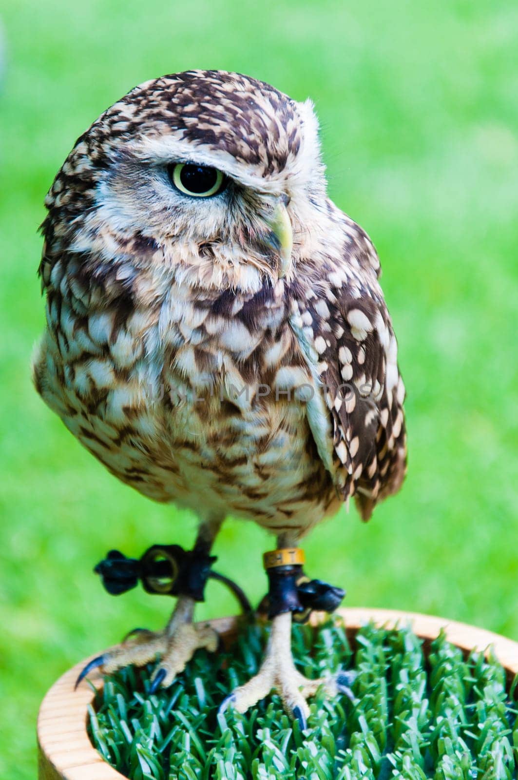 Close up portrait of little Owl against green background