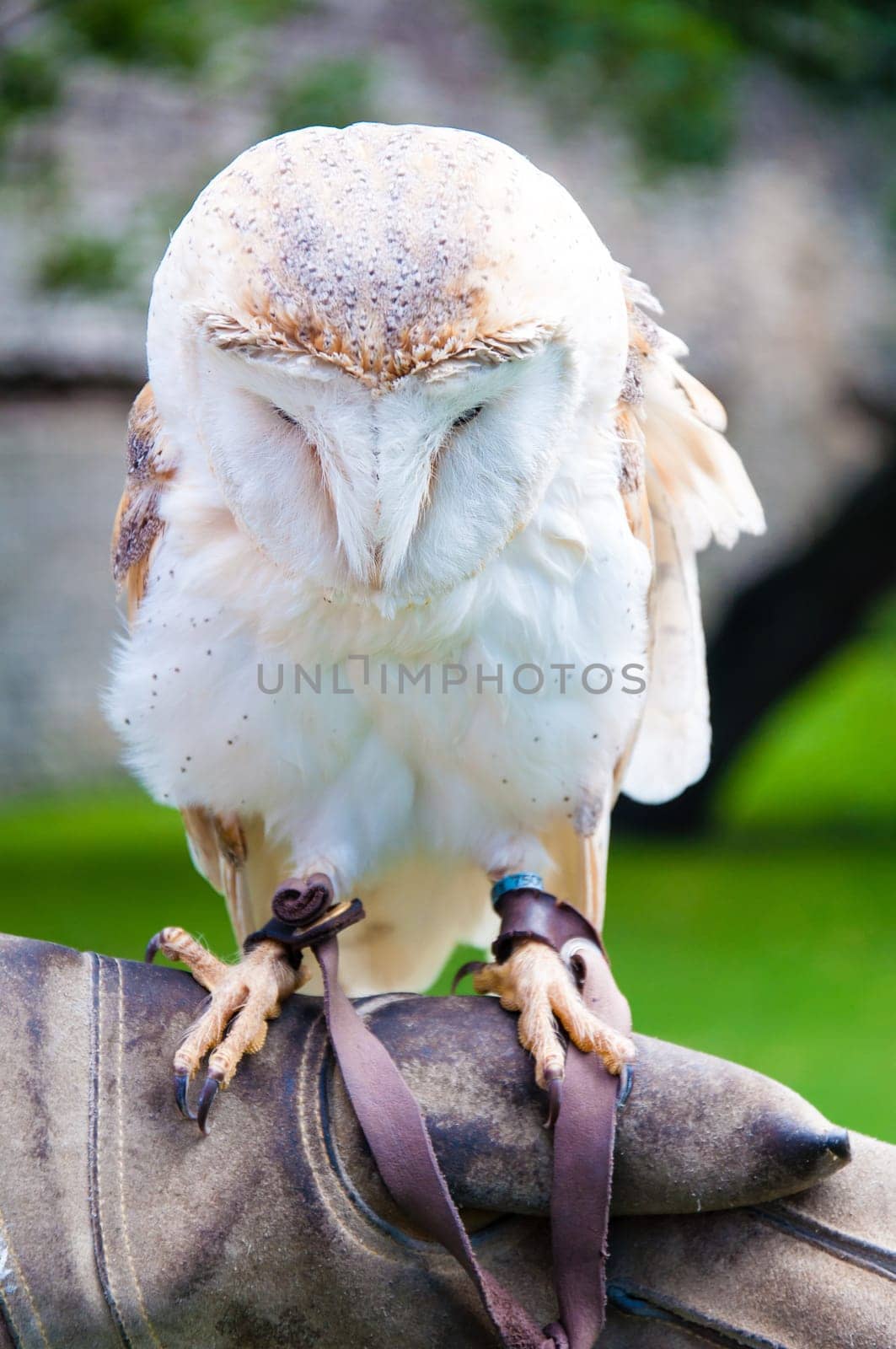 View of Barn owl sitting on falconer glove