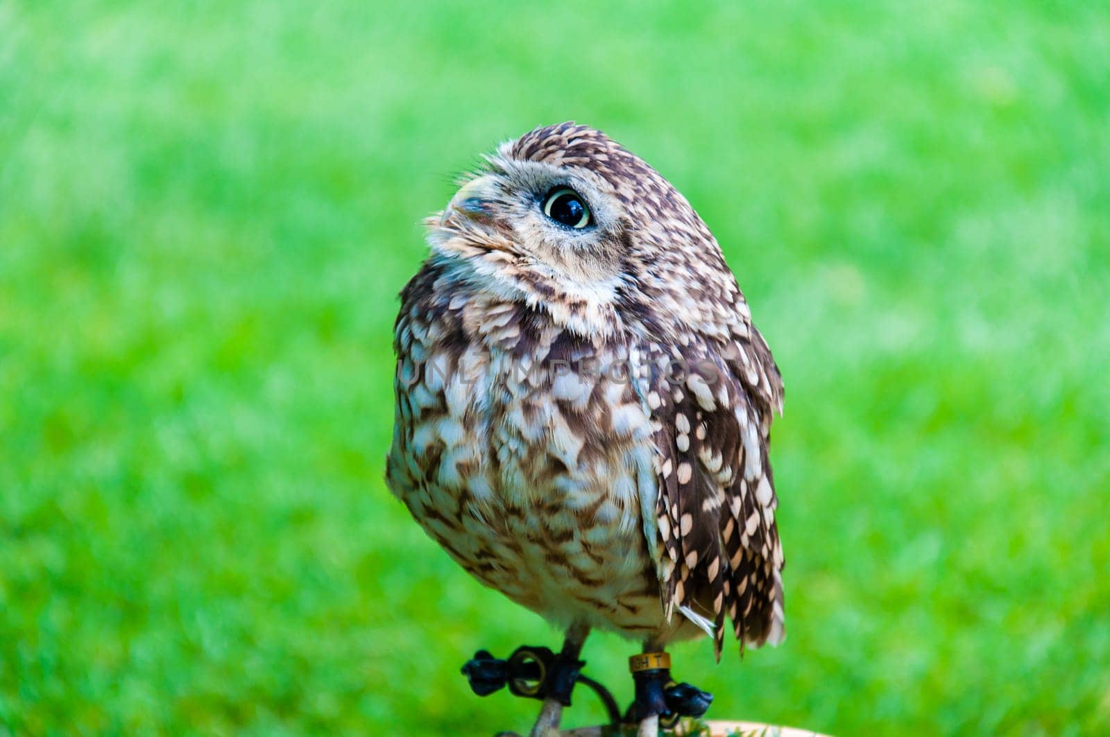 Close up portrait of little Owl against green background