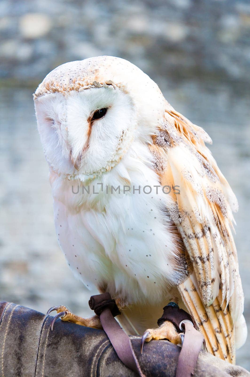 View of Barn owl sitting on falconer glove