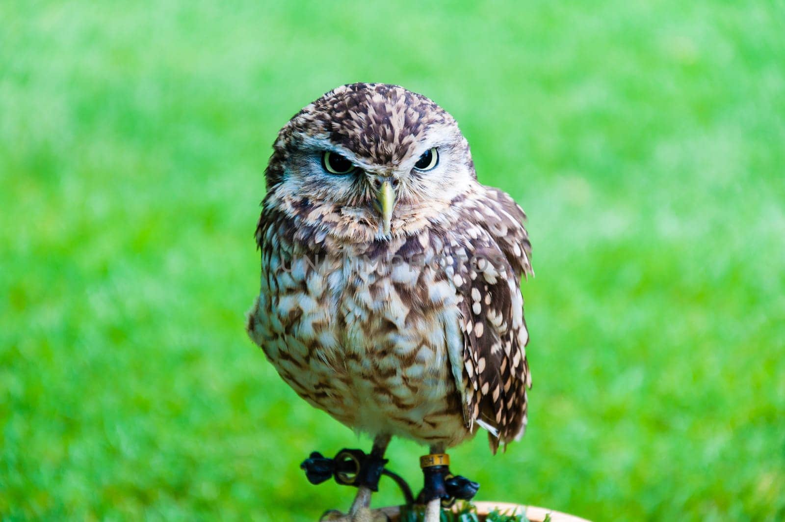 Close up portrait of little Owl against green background