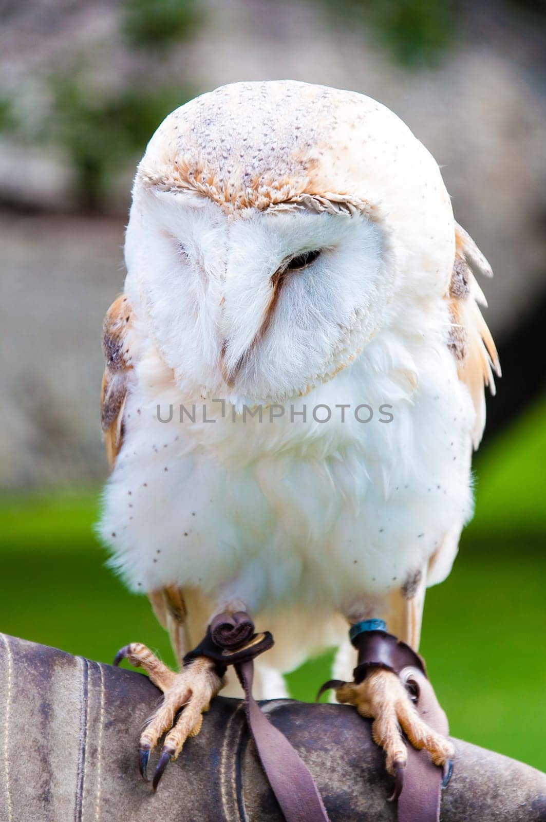 View of Barn owl sitting on falconer glove