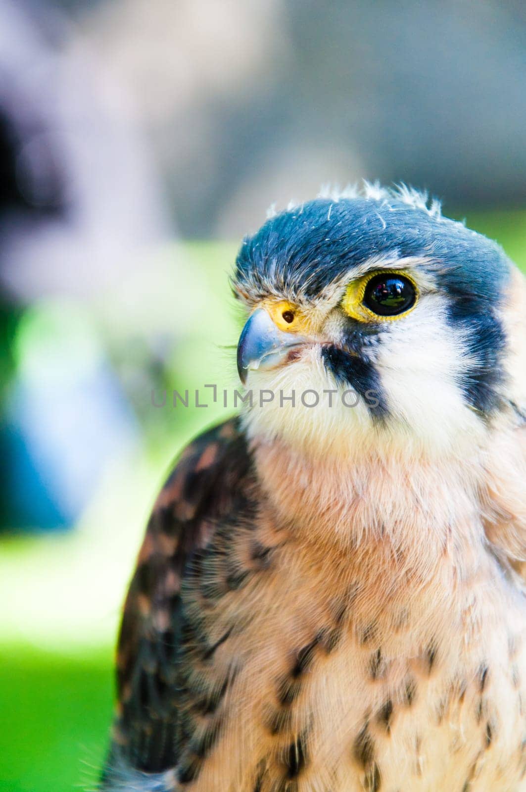 Close up portrait of small hawk against green background