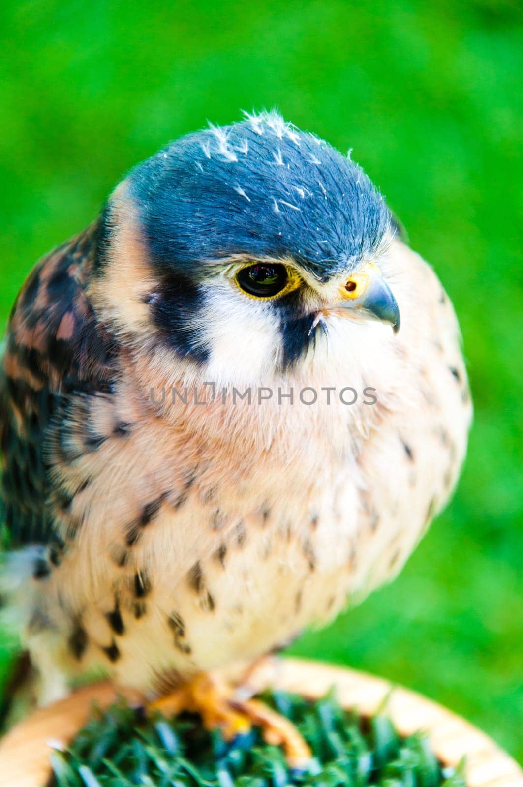 Close up portrait of small hawk against green background