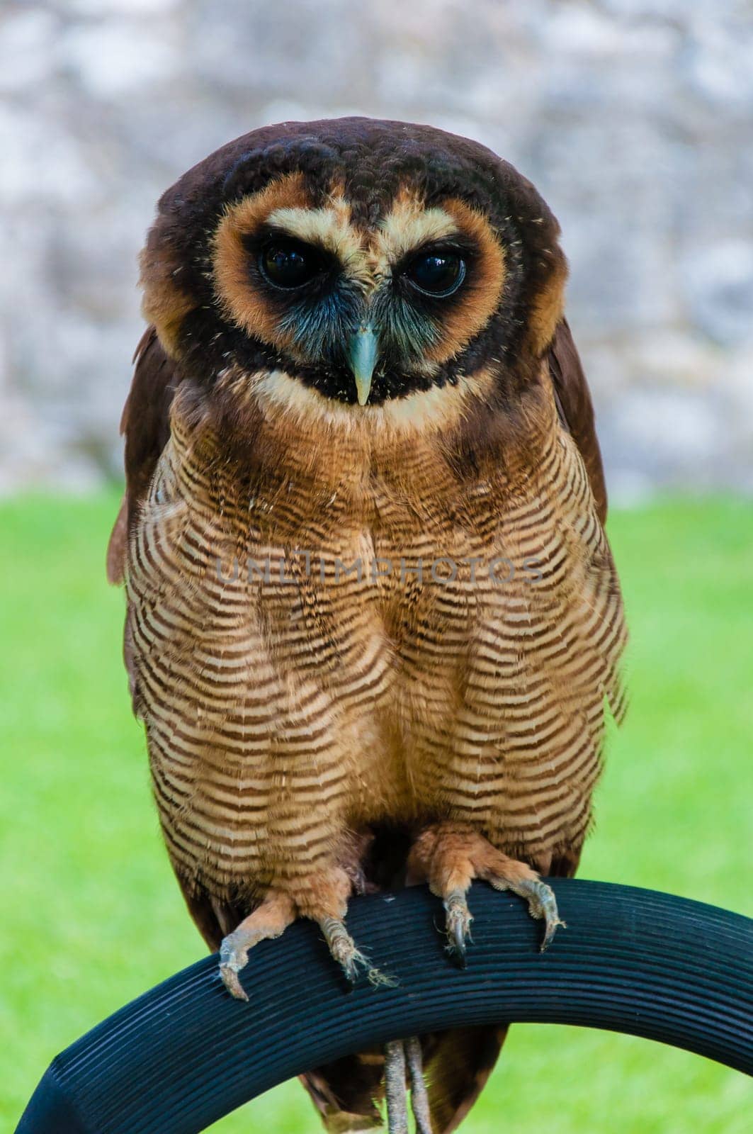 Close up portrait of brown wood Owl against green background