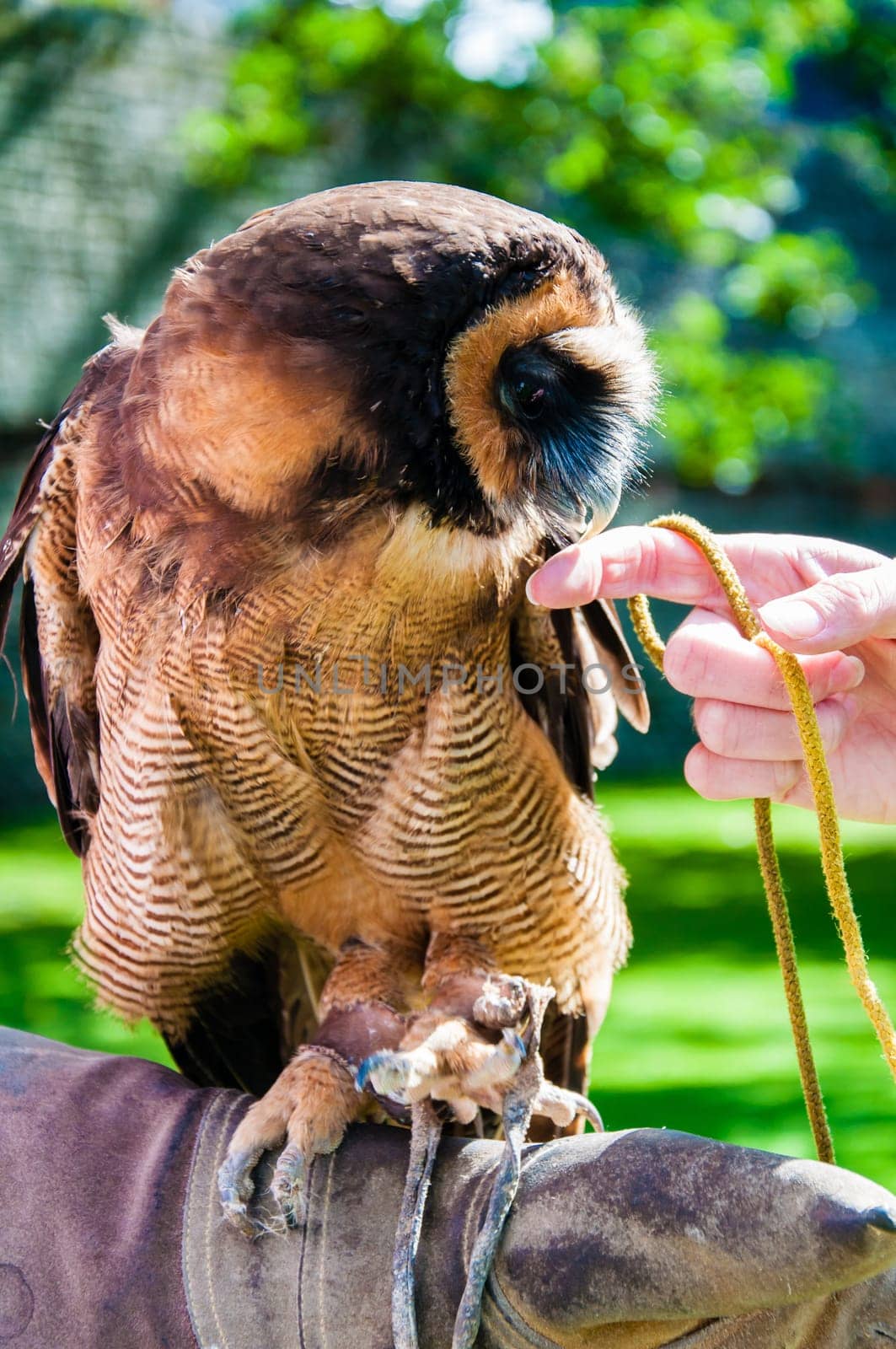 Close up portrait of brown wood Owl against green background