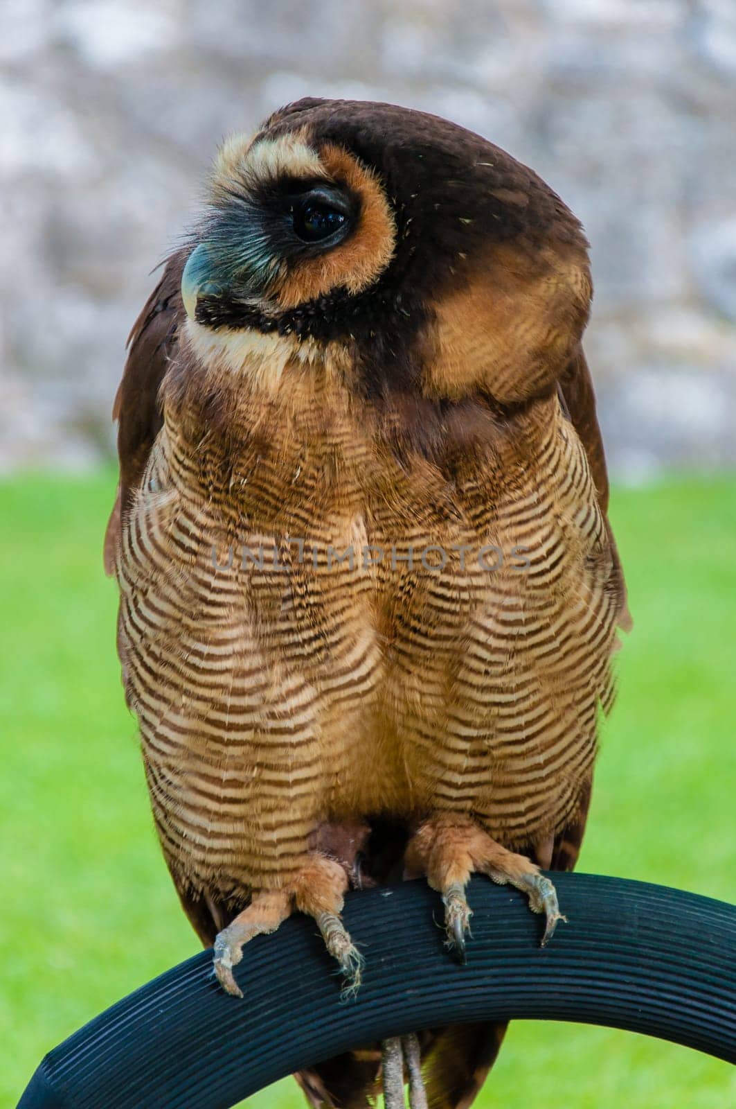 Close up portrait of brown wood Owl against green background