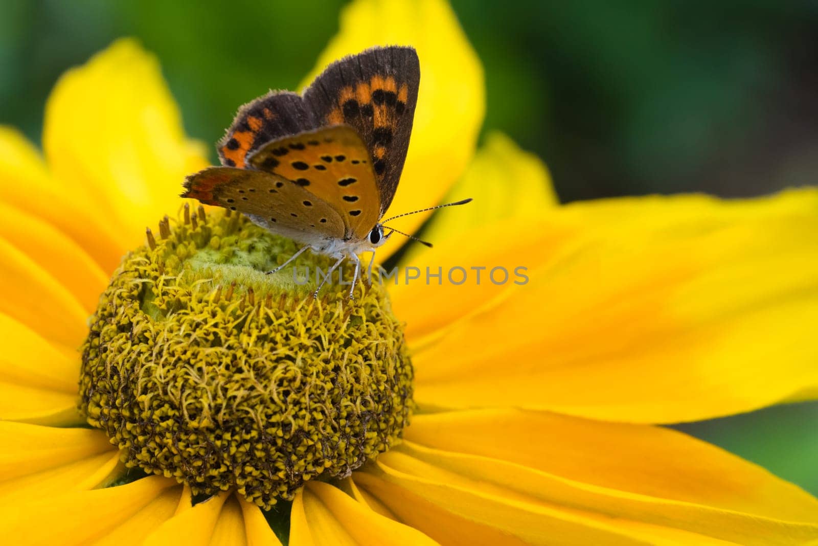 A macro shot of a "small copper"" butterfly sitting on a prarie sun black eyed susan."