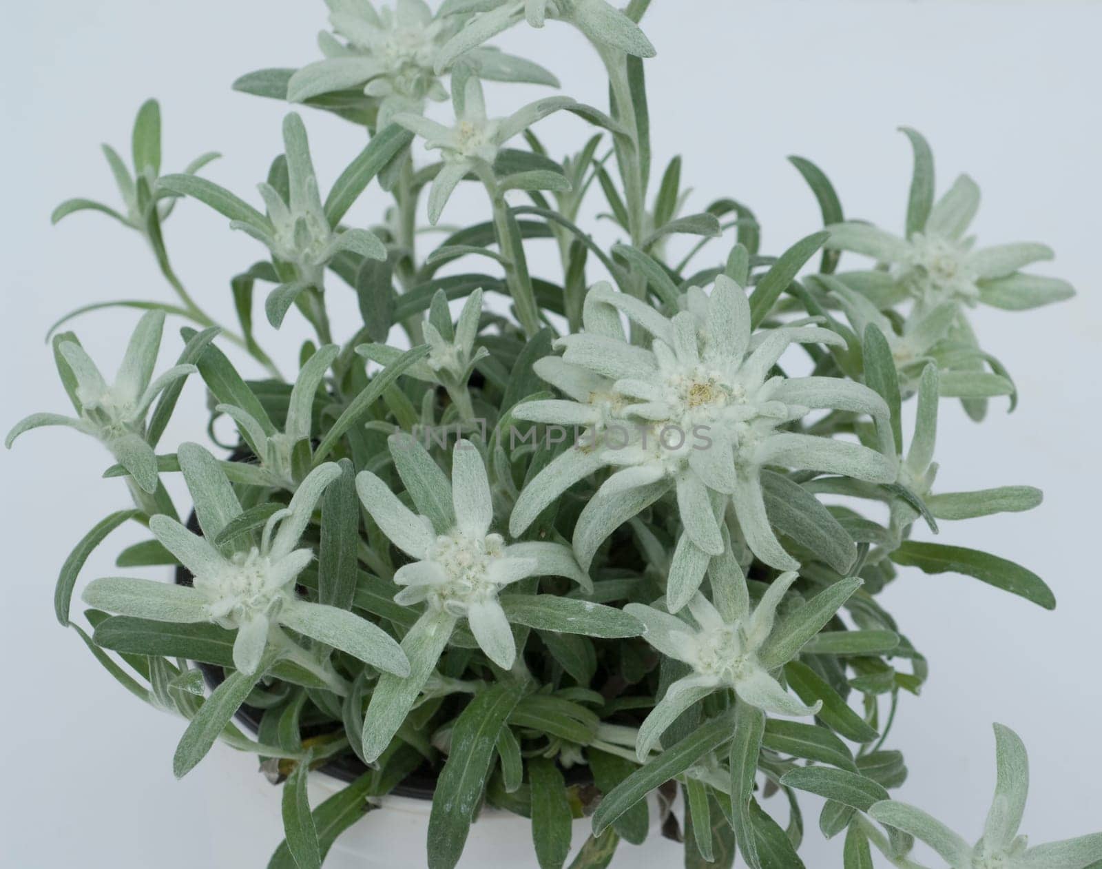 Edelweiss  Leontopodium  nivale