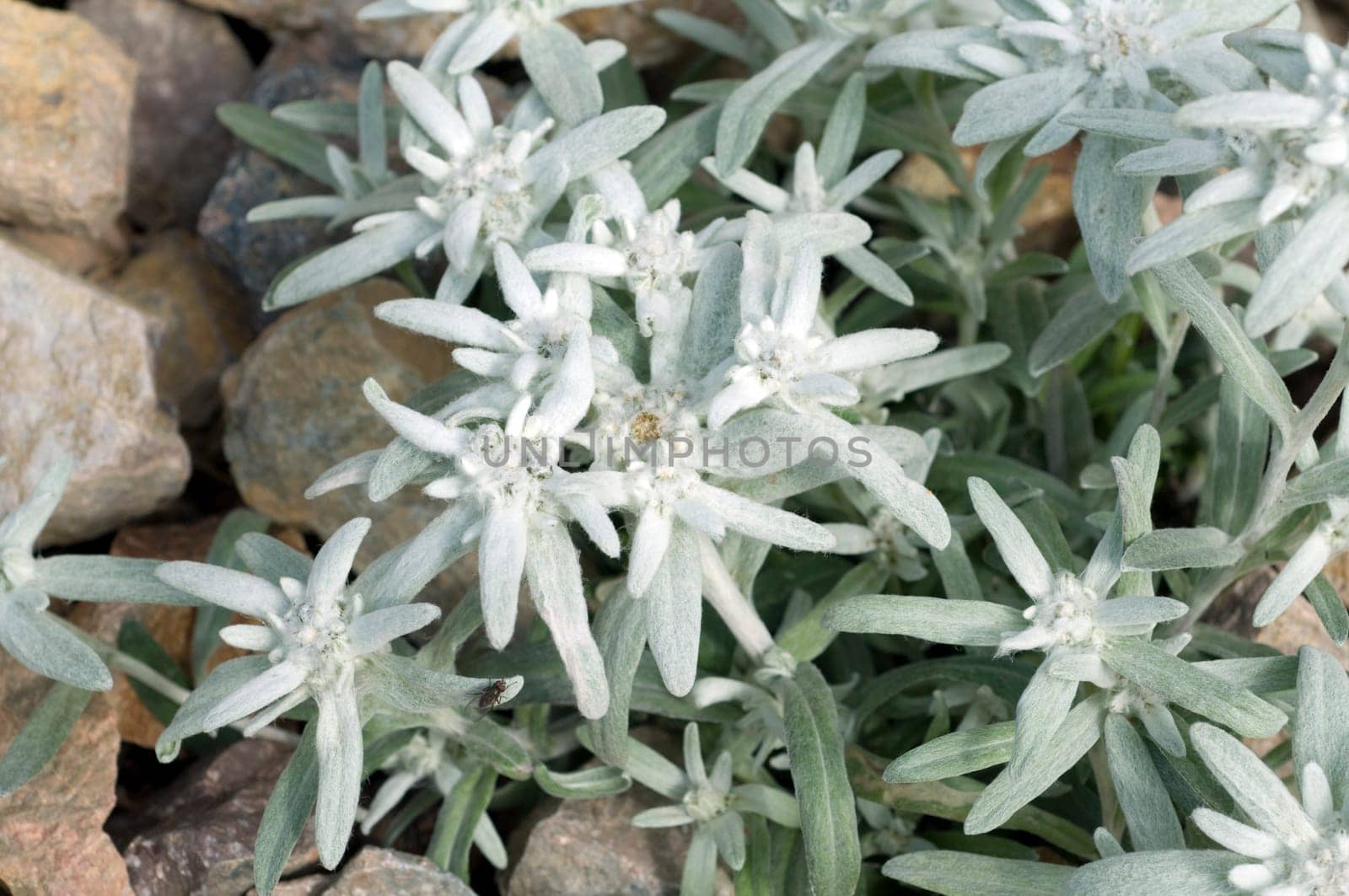Edelweiss  Leontopodium  nivale