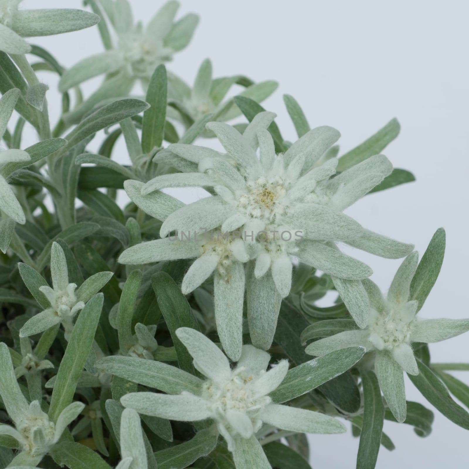 Edelweiss  Leontopodium  nivale