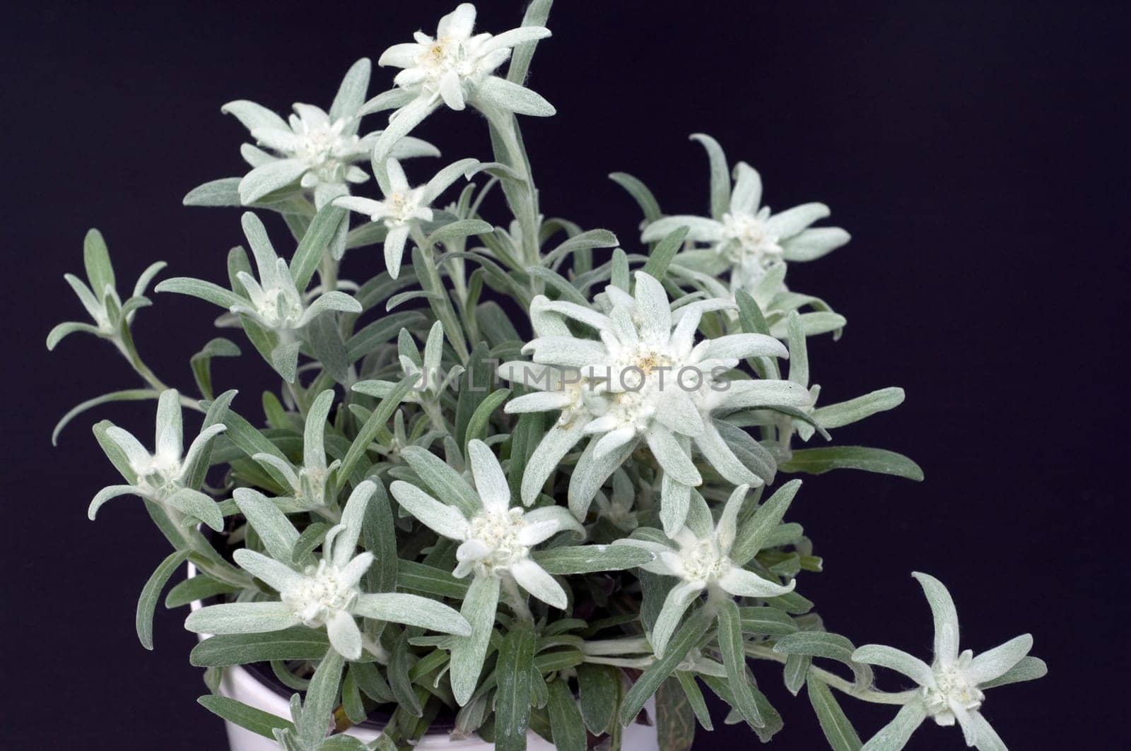Edelweiss  Leontopodium  nivale