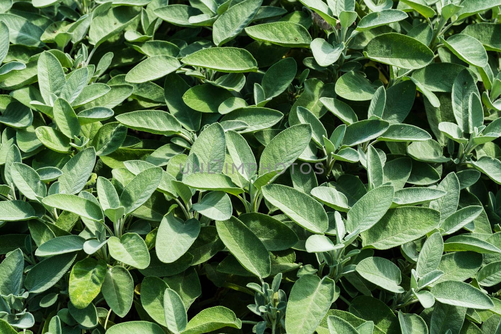 Sage,plant used as a medicinal plant,kitchen plant or ornamental plant