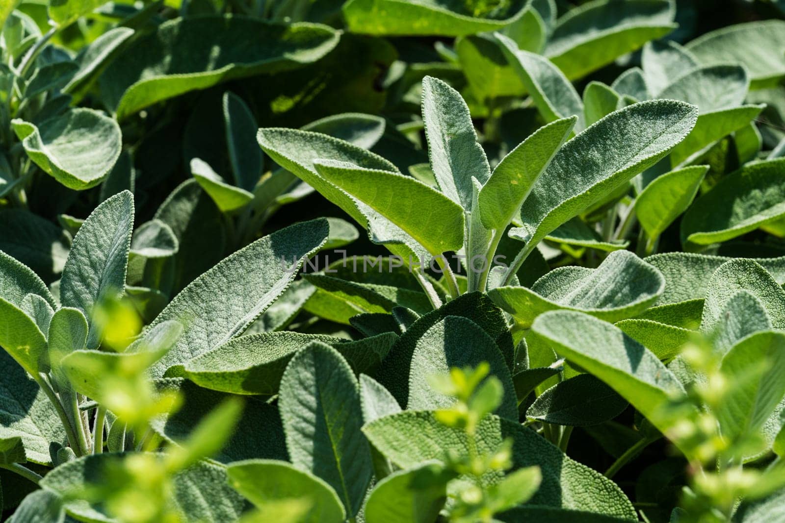 Sage,plant used as a medicinal plant,kitchen plant or ornamental plant